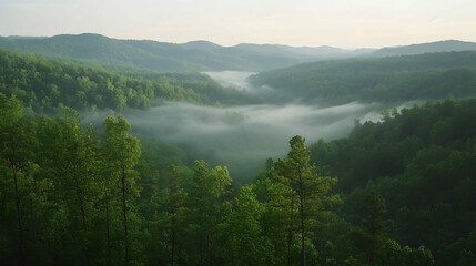Fototapeta premium Misty mountain valley at sunrise, lush green forest landscape.
