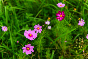 Obraz premium cosmos flowers in autumn