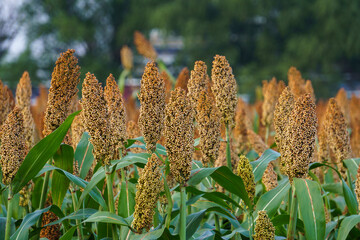 Red sorghum is about to mature in a field
