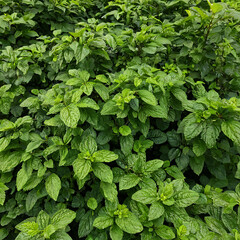 Lush Green Mint Leaves Background Texture: A Vibrant Display of Fresh Herbal Foliage