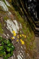 鎌倉2412　建長寺12　秋菊