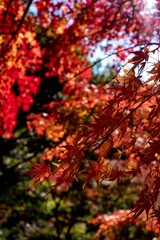 鎌倉2412　建長寺7　半僧坊　紅葉