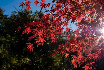 鎌倉2412　建長寺6　半僧坊　紅葉