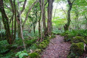 fine autumn path through mossy rocks and old trees
