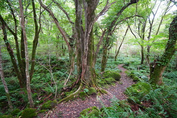 fine autumn path through mossy rocks and old trees