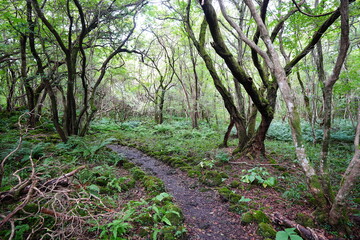 fine autumn path through mossy rocks and old trees