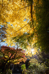 Fototapeta premium 鎌倉2412 安国論寺1 銀杏黄葉