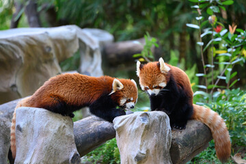 Red panda at the zoo © chendongshan