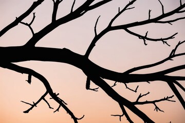 Eerie Tree Branch Silhouette Contrast Against Luminous Background