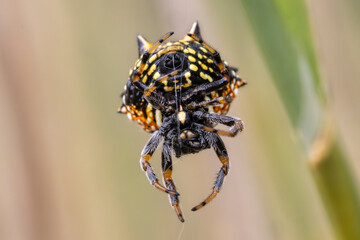Christmas Jewel Spider from Kangaroo Island Australia spinning web