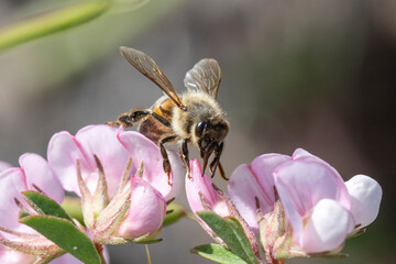 Honey Bee at Kangaroo Island Australia