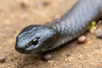 Close up of Black Tiger Snake from Kangaroo Island Australia
