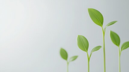 Fototapeta premium Growing green seedling growth journey indoor garden plant photography minimalist space close-up viewpoint nature concept