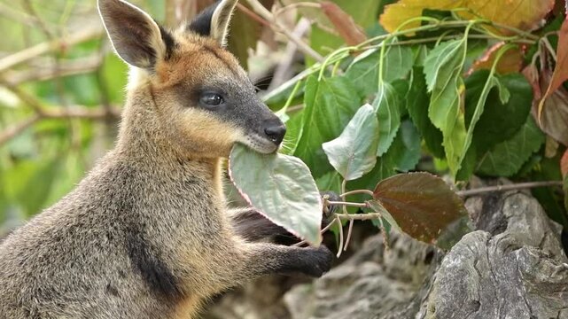 The Swamp Wallaby is a small, stocky macropod marsupial native to eastern Australia.
