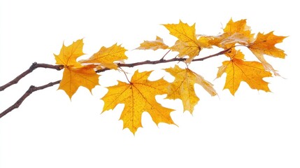 Fototapeta premium autumn maple leaf