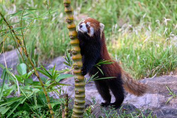 Obraz premium Red panda standing and holding a bamboo
