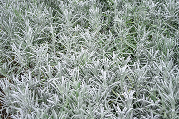 Closeup of silver leaf lavender plants for sale in a nursery market, Lavandula x intermedia 'Exceptional', as a nature background

