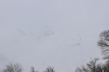 Flock birds