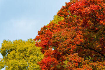 Colourful autumn leaves in the park : Ueno Park, is one of Japan's five oldest public parks. It's best known for Ueno Zoo, many museums, and spectacular cherry , Tokyo , Japan