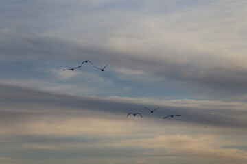 Historical filming in its heyday, which was the last swan migration to Azumino