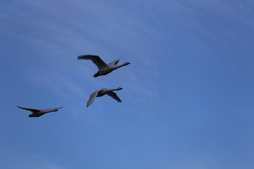 Historical filming in its heyday, which was the last swan migration to Azumino