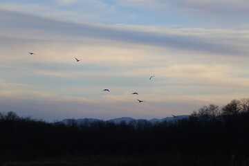 Historical filming in its heyday, which was the last swan migration to Azumino