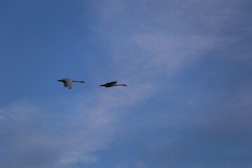 Historical filming in its heyday, which was the last swan migration to Azumino