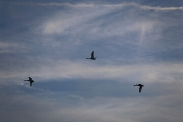 Historical filming in its heyday, which was the last swan migration to Azumino