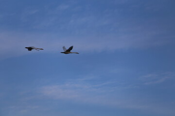 Obraz premium Historical filming in its heyday, which was the last swan migration to Azumino