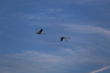 Historical filming in its heyday, which was the last swan migration to Azumino