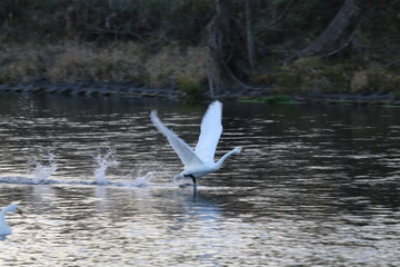 Historical filming in its heyday, which was the last swan migration to Azumino