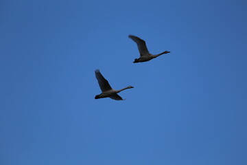 Historical filming in its heyday, which was the last swan migration to Azumino