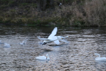 Historical filming in its heyday, which was the last swan migration to Azumino
