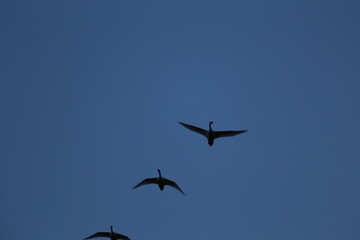 Historical filming in its heyday, which was the last swan migration to Azumino