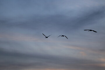 Historical filming in its heyday, which was the last swan migration to Azumino