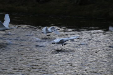 Historical filming in its heyday, which was the last swan migration to Azumino