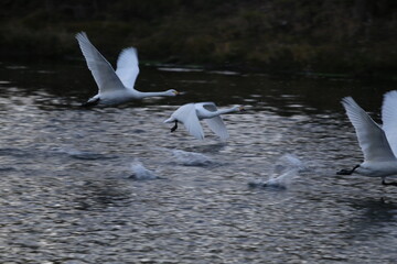 Historical filming in its heyday, which was the last swan migration to Azumino