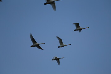 Historical filming in its heyday, which was the last swan migration to Azumino