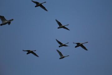Historical filming in its heyday, which was the last swan migration to Azumino