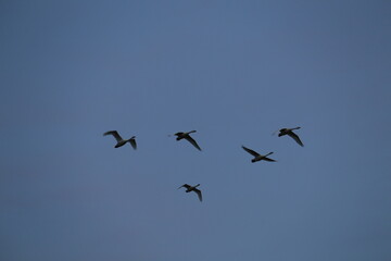 Fototapeta premium Historical filming in its heyday, which was the last swan migration to Azumino
