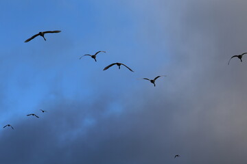 Historical filming in its heyday, which was the last swan migration to Azumino