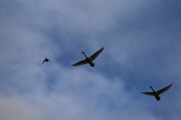 Obraz premium Historical filming in its heyday, which was the last swan migration to Azumino