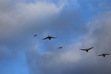 Historical filming in its heyday, which was the last swan migration to Azumino