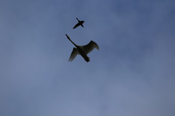 Historical filming in its heyday, which was the last swan migration to Azumino