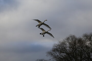 Historical filming in its heyday, which was the last swan migration to Azumino