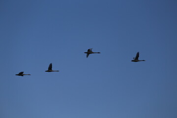 Historical filming in its heyday, which was the last swan migration to Azumino
