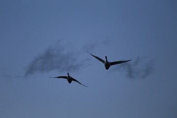 Obraz premium Historical filming in its heyday, which was the last swan migration to Azumino