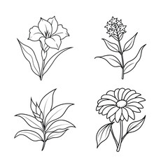 Set of Flower Silhouettes and Line Art Design Illustrations