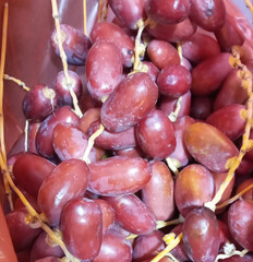 Fresh Red Dates fruit harvested from plantation