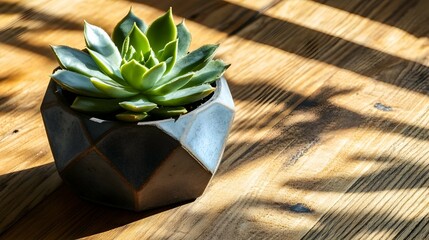 Succulent plant in geometric pot on wooden table in sunlight.